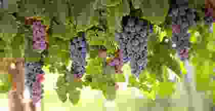 imagetype2-5